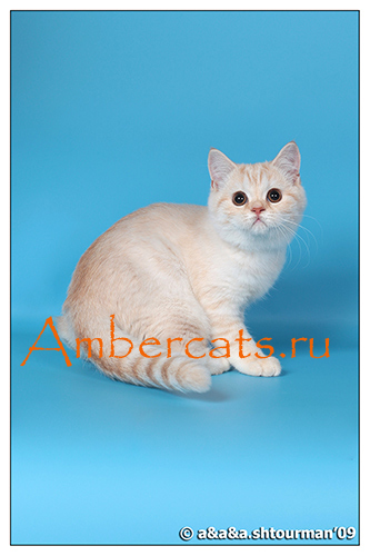 Коты из питомника Ambercat