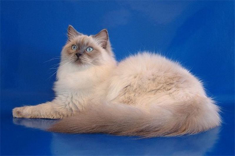 Кошка рэгдолл: описание внешности и характера породы ragdoll, фото взрослого кота и маленького котёнка, уход за питомцем, отзывы владельцев