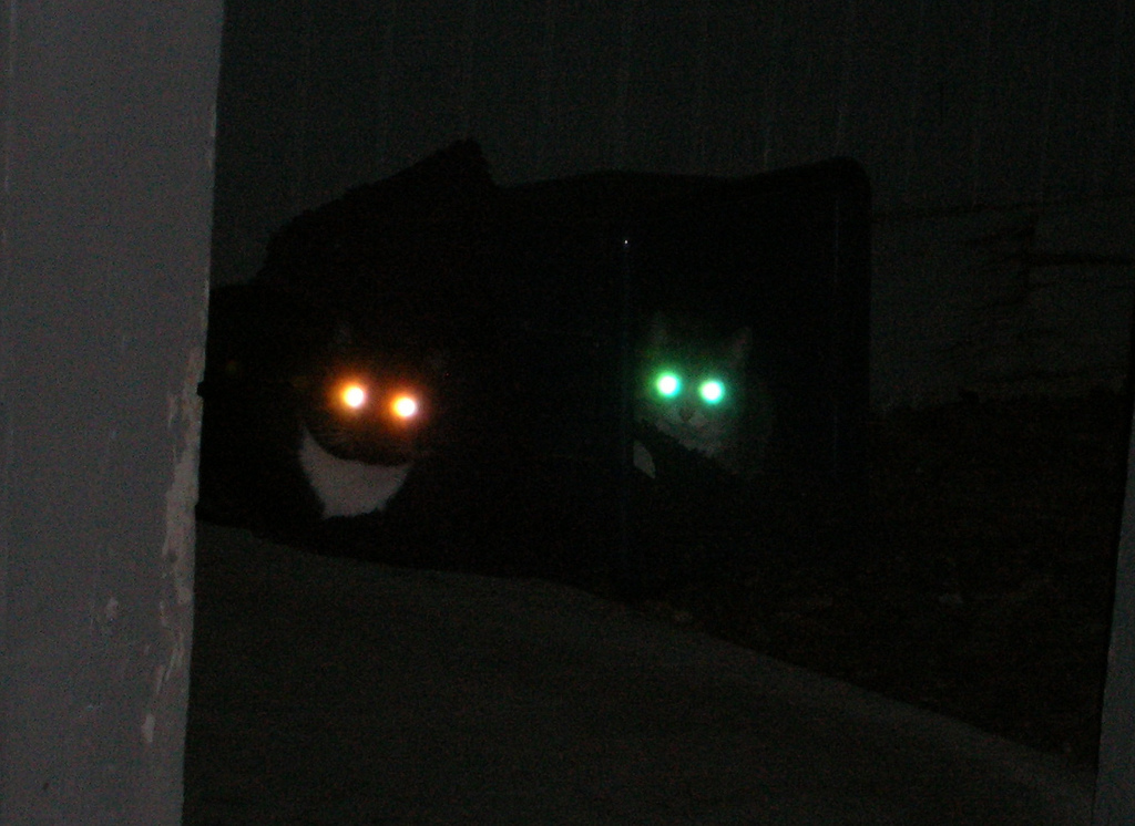 Две кошки со светящимися глазами