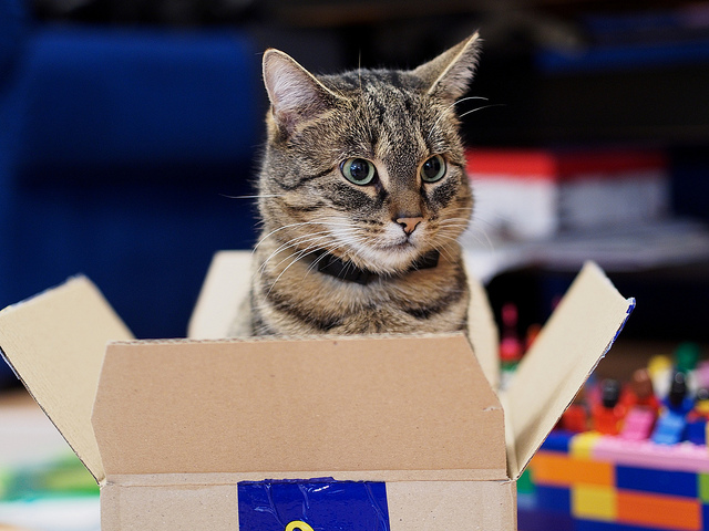 Кошка и коробки