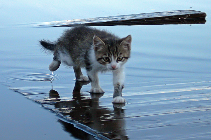 кошки боятся воды