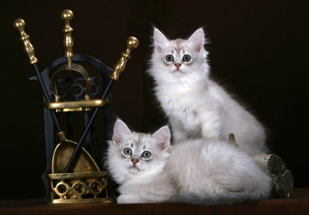 фотографии кошек породы Шантильи-Тиффани