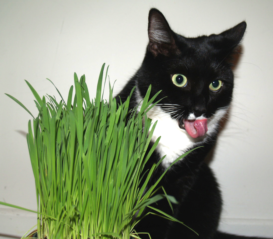 Почему коты едят траву