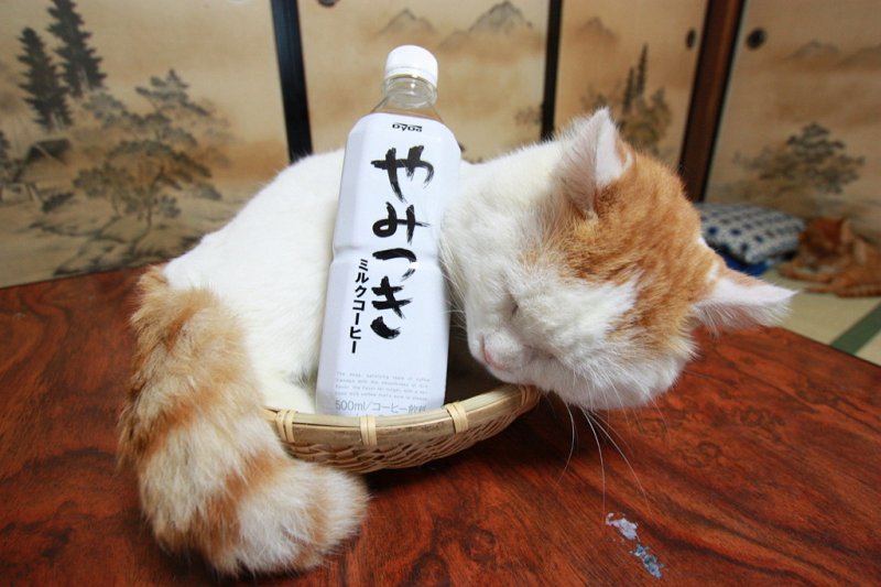 кошка в японии