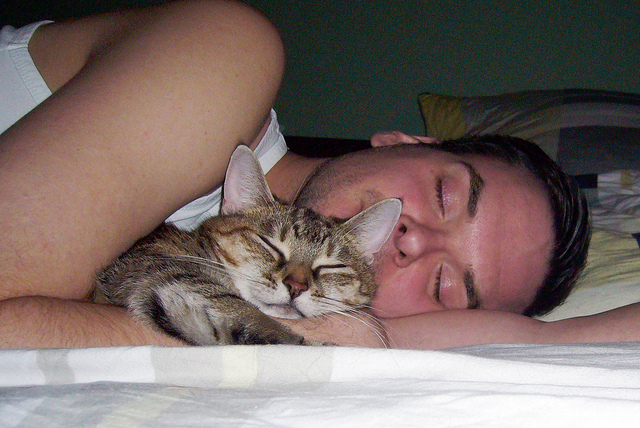 Кошка спит с человеком