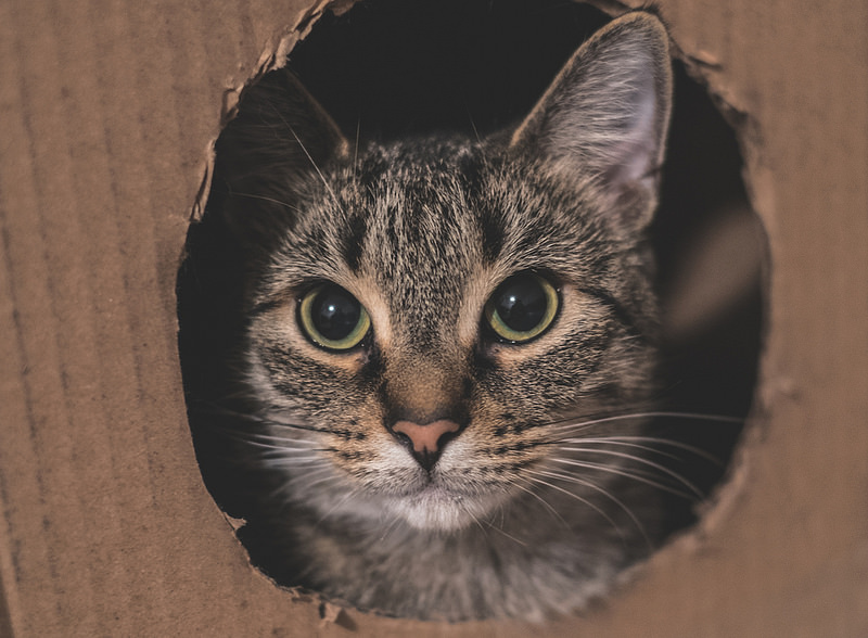 Кот в картонной коробке