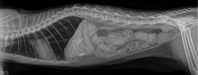 рентген брюшной полости кошки с запором