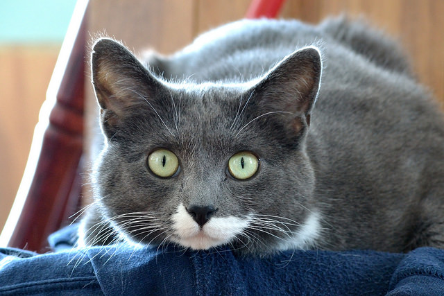 Серый кот пристально смотрит
