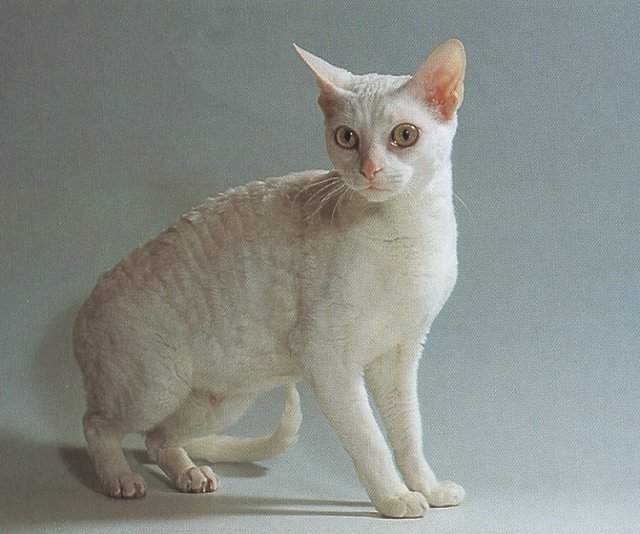 фото кошек породы немецкий рекс