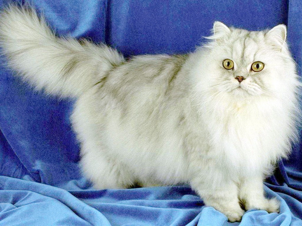 общие характеристики персидских кошек