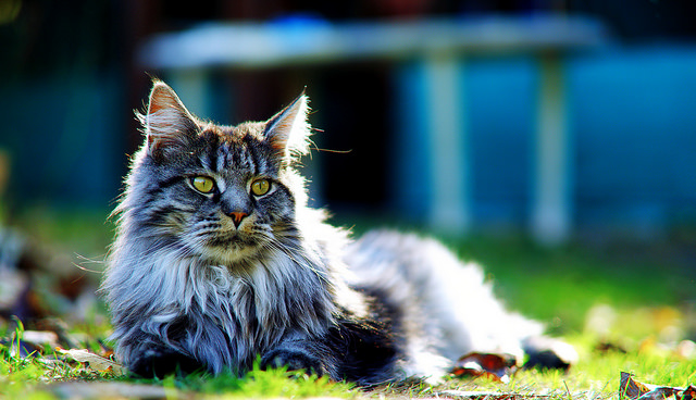 Кот мейн кун на траве