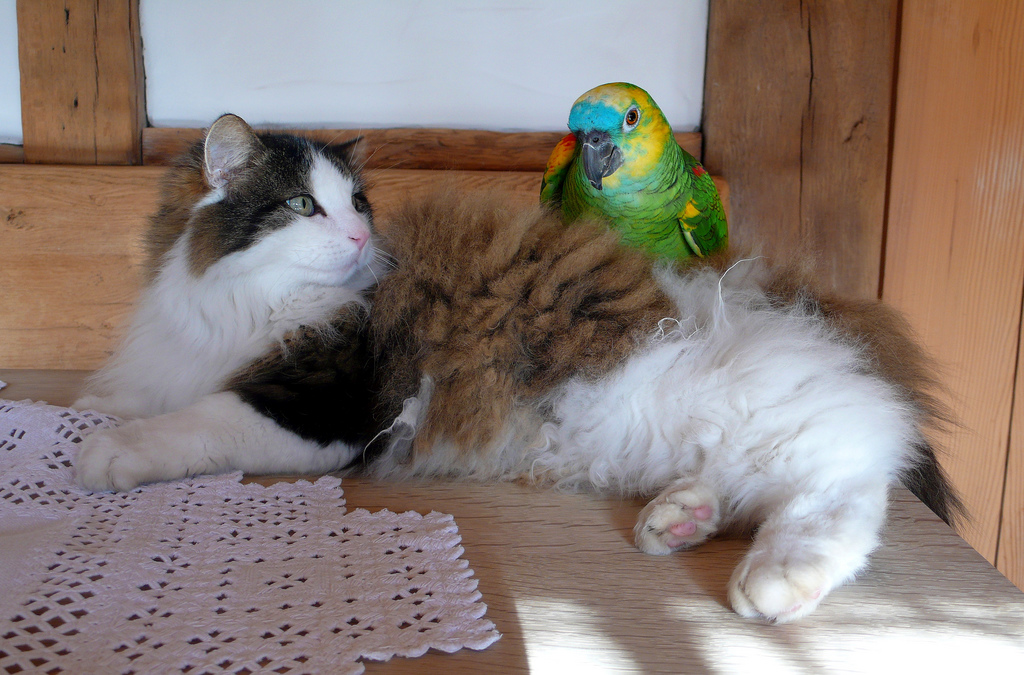 Кошка играет с попугаем