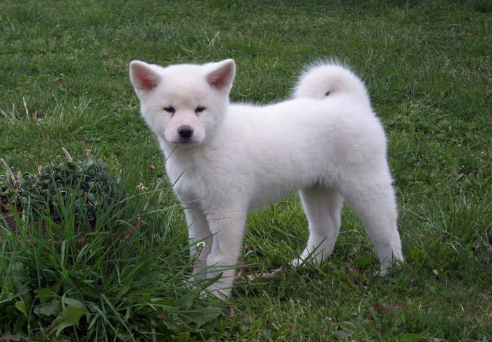Акита-ину белый щенок