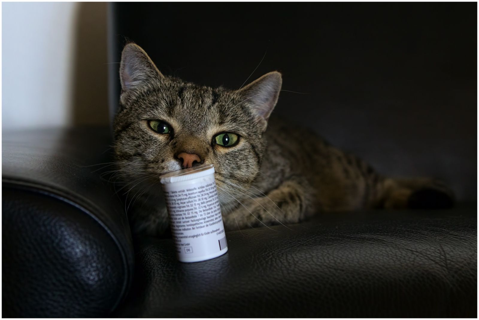 Кот с баночкой таблеток от глистов