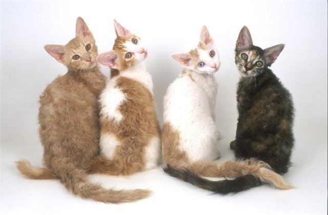 кошки породы Лаперм
