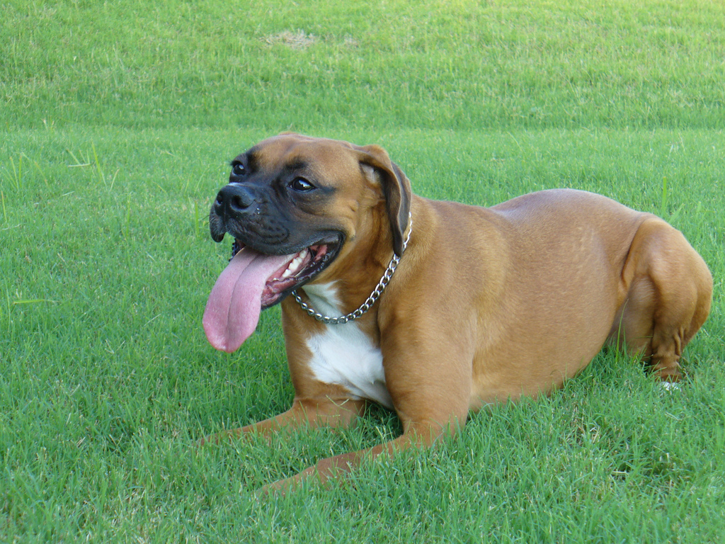 Собака на траве с высунутым языком