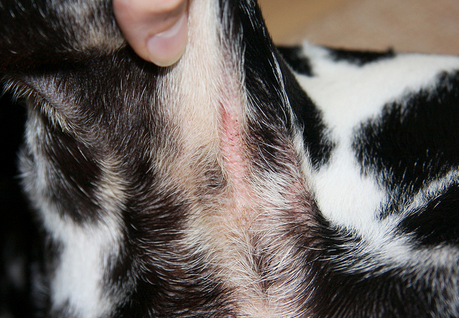 Проявление дерматита у собаки