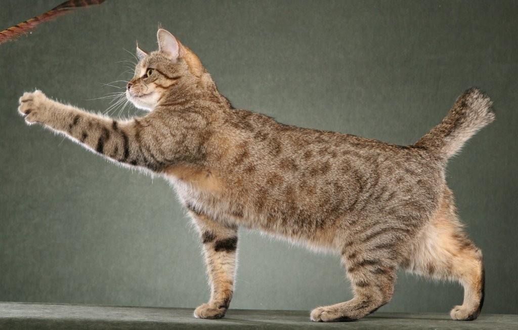 история происхождения кошек породы Пикси-боб