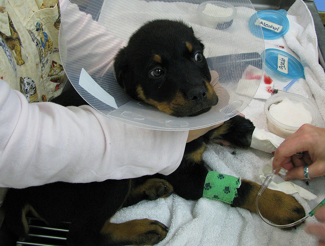 лечение щенка от парвовирусного энтерита