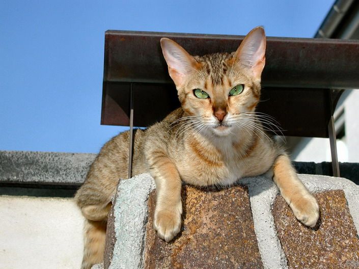 описание кошек породы Канаани