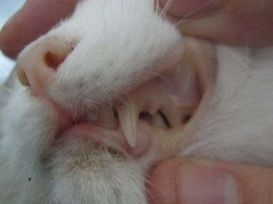 симптом анемии у кошки