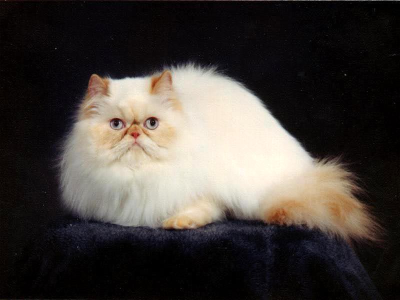 заболевания персидских кошек