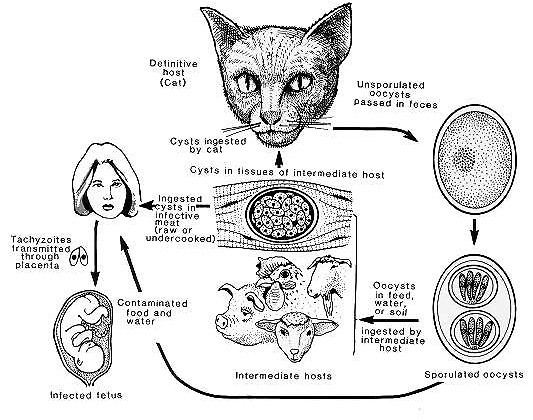 цикл развития токсоплазмоза у кошек