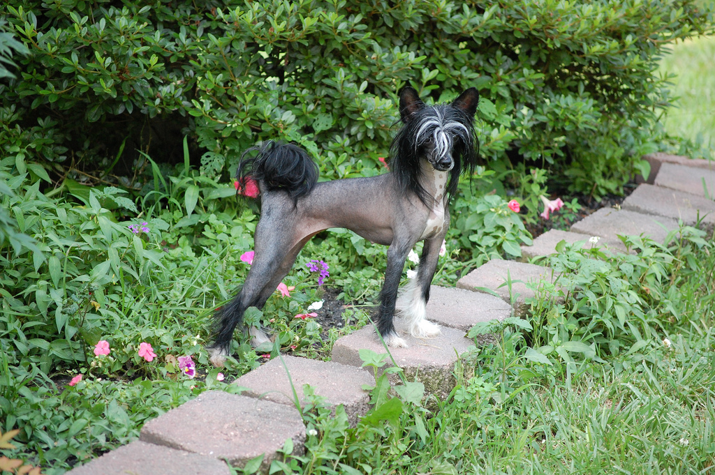 Китайская хохлатая собака в саду