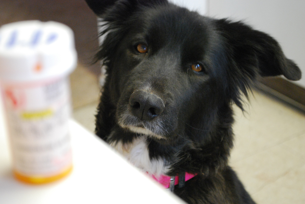 Собака смотрит на баночку таблеток