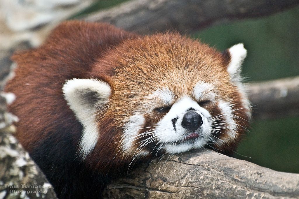 красная панда, вымирающий вид, красная книга, редкие животные