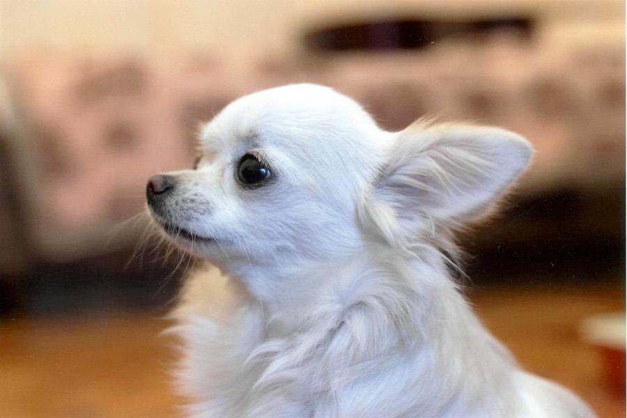 мелкие породы собак с фотографиями и названиями онлайн мелкие породы собак с фотографиями и названиями