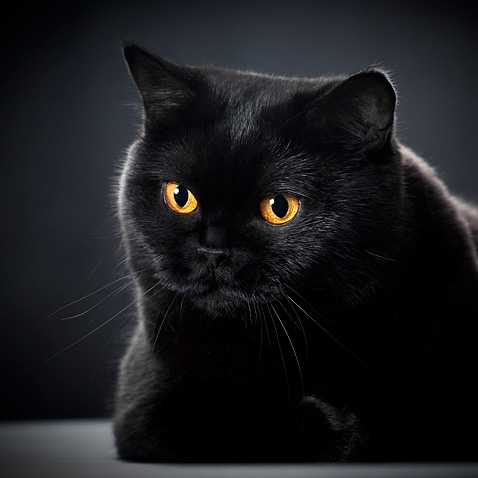 черный британский кот