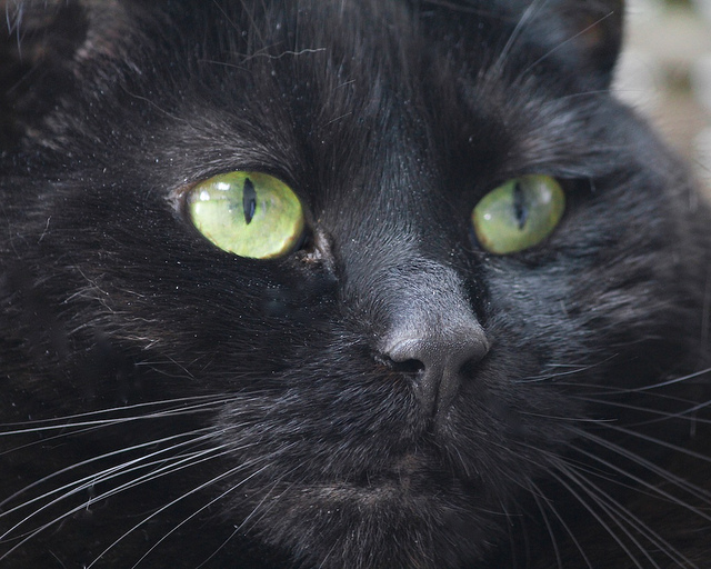 Черная кошка в доме - к здоровью и спокойствию всех членов семьи