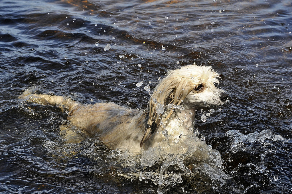 Китайская хохлатая собака в воде