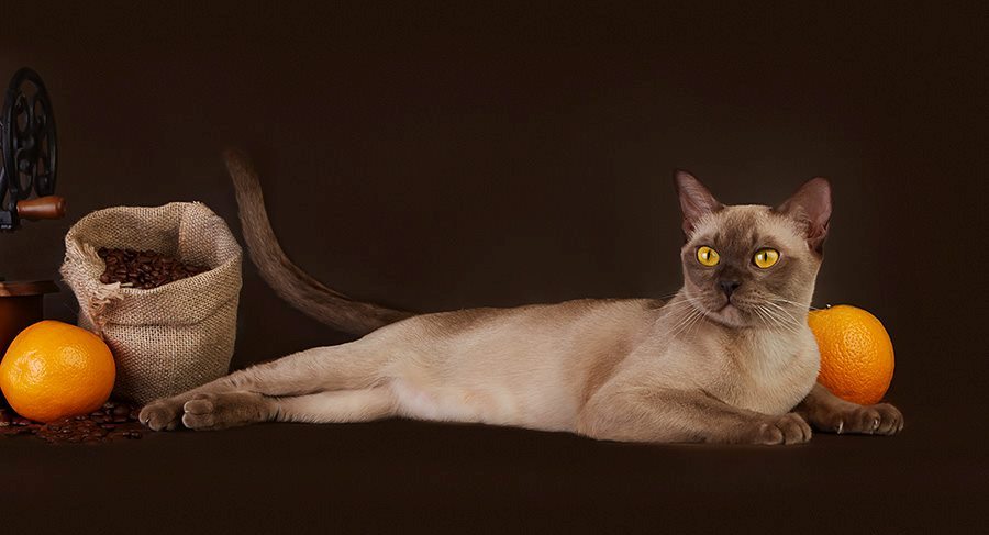 Шоколадная бурманская кошка