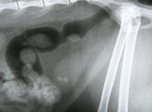 камни на рентгене - возможная причина недержания мочи у кошки