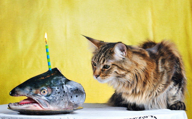 причина описторхоза у кошек - сырая рыба