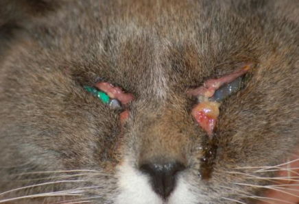 Двустронний блефарит у кошки, на левом глазу еще и кератоконъюнктивит