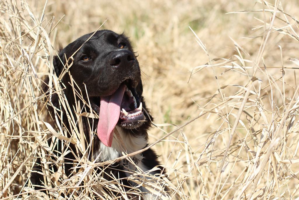 Собака в зарослях травы с высунутым языком