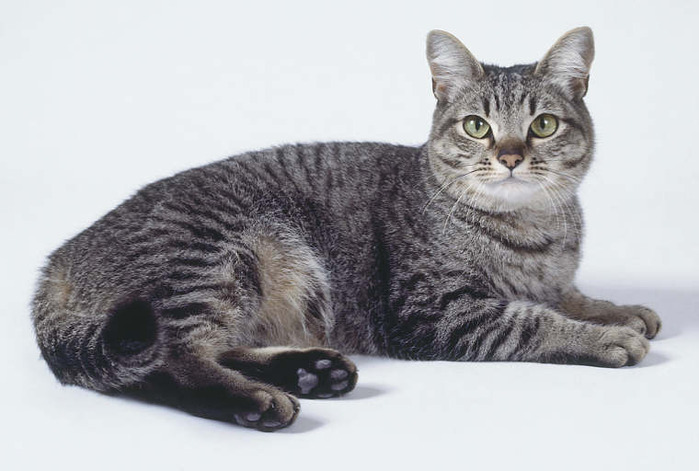 общие характеристки кошек породы Азиатская табби