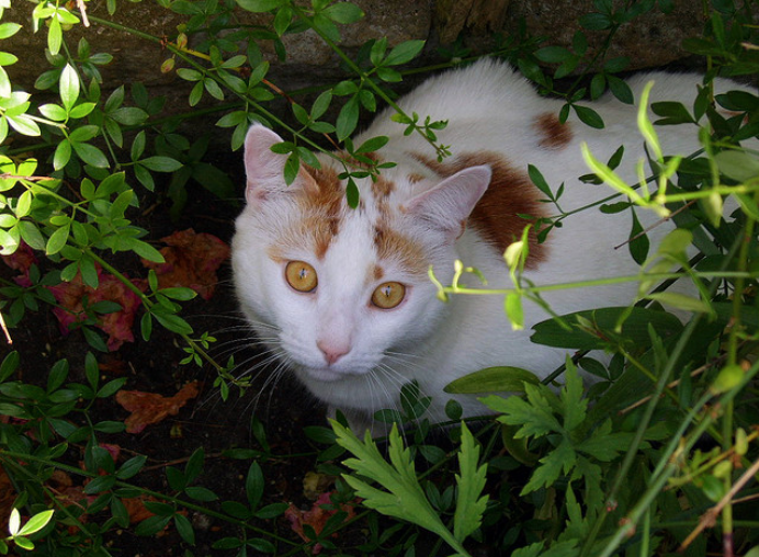 турецкая короткошерстная кошка фото
