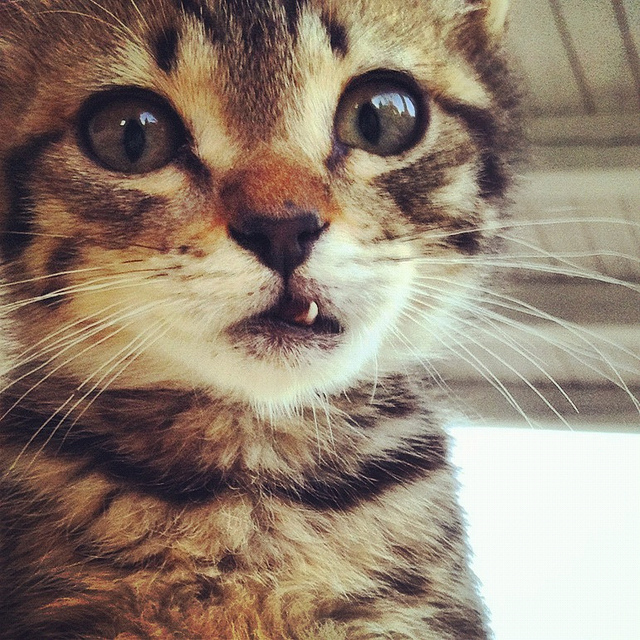 молочный зуб у котенка