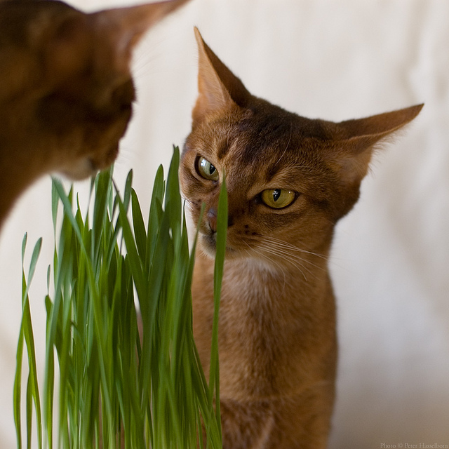 Коты едят траву