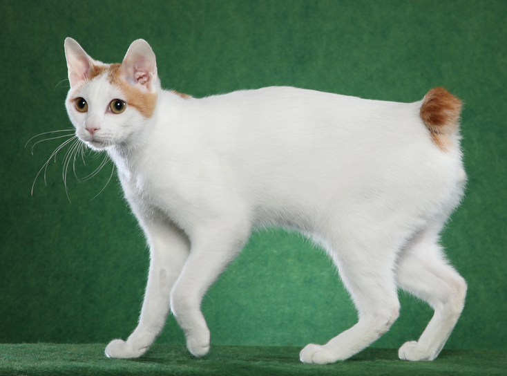 порода кошек японский бобтейл