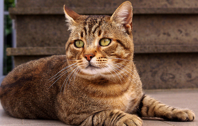Европейская короткошёрстная кошка (кельтская кошка) на фото
