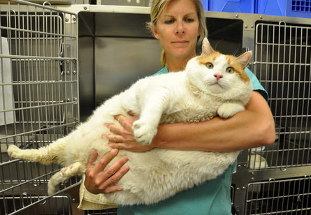 профилактика ожирения у кошек