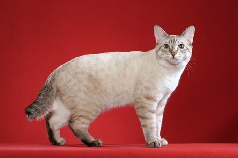 Характеристика породы Американского бобтейла, кошки породы Американский бобтейл, история происхождения кошек породы Американский бобтейл