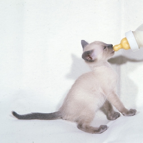 Выкармливание котят из бутылочки
