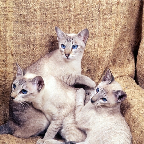 история происхождения сиамской кошки