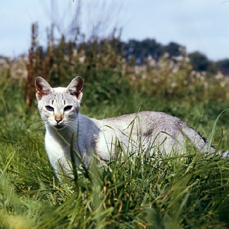 фотографии сиамской кошки